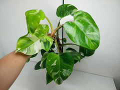 Philodendron White Princess Aurea Tricolor