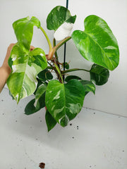 Philodendron White Princess Aurea Tricolor