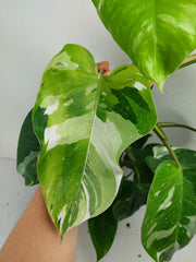 Philodendron White Princess Aurea Tricolor