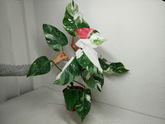 Philodendron White Princess Tricolor