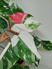 Philodendron White Princess Tricolor