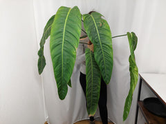 Philodendron Patriciae XXL