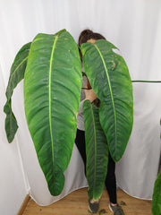 Philodendron Patriciae XXL