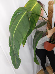 Philodendron Patriciae XXL