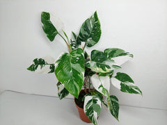 Philodendron White Princess
