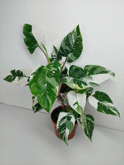 Philodendron White Princess