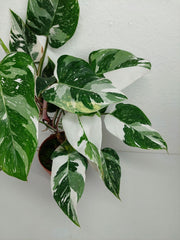 Philodendron White Princess