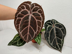 Anthurium Red Crystallinum NSE x Tezula