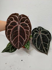Anthurium Red Crystallinum NSE x Tezula