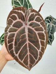 Anthurium Red Crystallinum NSE x Tezula