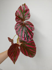 Begonia Brevirimosa
