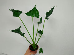 Alocasia Triangularis
