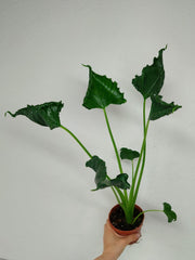 Alocasia Triangularis