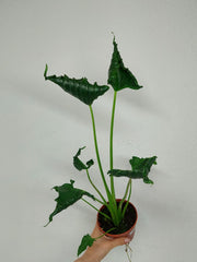 Alocasia Triangularis