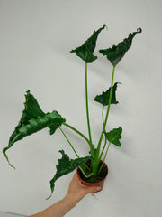 Alocasia Triangularis