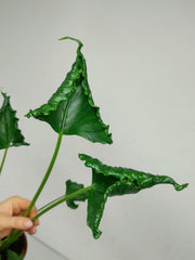 Alocasia Triangularis