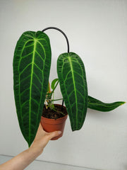 Anthurium Warocqueanum