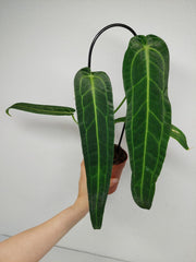 Anthurium Warocqueanum