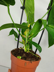 Anthurium Warocqueanum