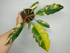 Philodendron Caramel Marble Variegata