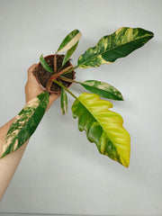 Philodendron Caramel Marble Variegata