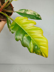 Philodendron Caramel Marble Variegata