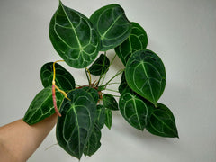 Anthurium Forgetii Silver