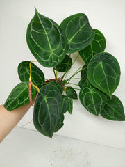 Anthurium Forgetii Silver