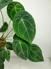 Anthurium Forgetii Silver
