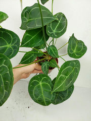 Anthurium Forgetii Silver