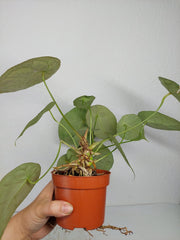 Anthurium Forgetii Silver