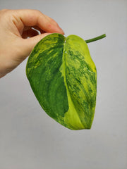 Scindapsus Jade Satin Variegata Steckling