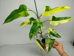 Philodendron Domesticum Variegata
