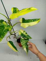 Philodendron Domesticum Variegata