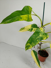 Philodendron Domesticum Variegata