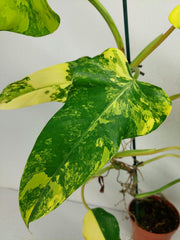 Philodendron Domesticum Variegata