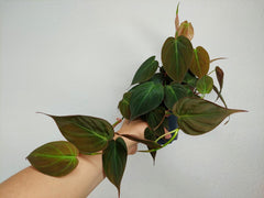 Philodendron Micans