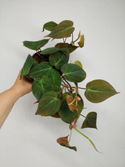 Philodendron Micans