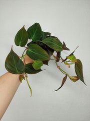 Philodendron Micans
