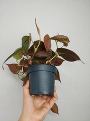 Philodendron Micans