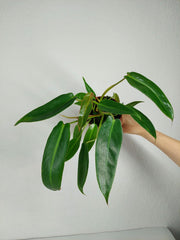 Philodendron Spiritus Sancti