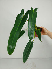 Philodendron Spiritus Sancti