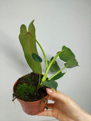 Philodendron Spiritus Sancti