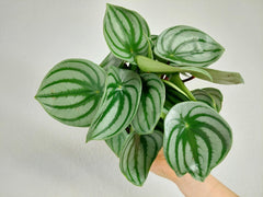 Peperomia Watermelon