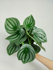 Peperomia Watermelon