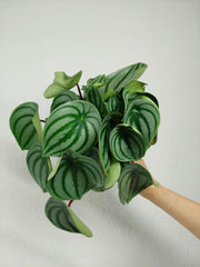 Peperomia Watermelon