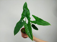 Alocasia Sulawesi Green Carpet