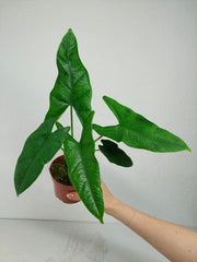 Alocasia Sulawesi Green Carpet