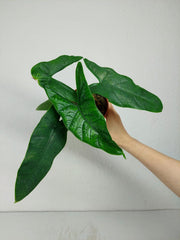 Alocasia Sulawesi Green Carpet