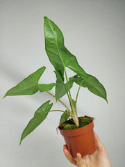 Alocasia Sulawesi Green Carpet